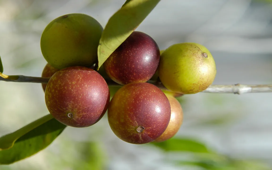 Superfood Camu Camu