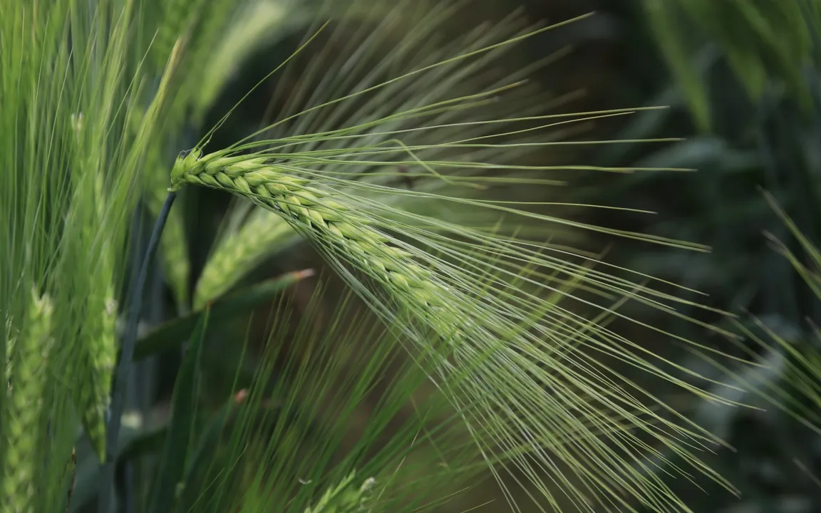 Genveränderung in Gerste begünstigt tiefes Wurzelwachstum
