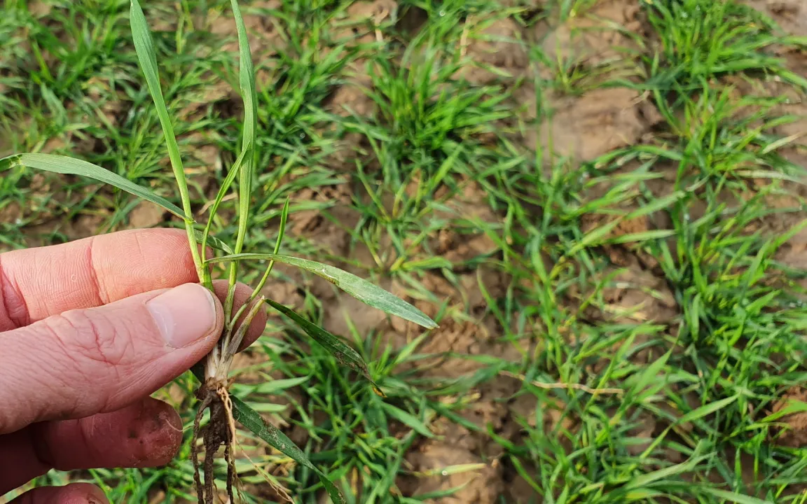 Winter- und Sommerweizen: Was ist der Unterschied?