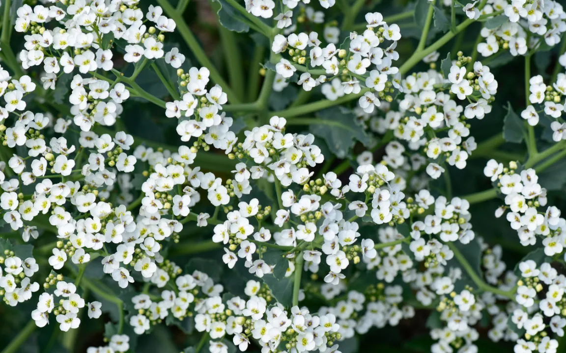 Meerkohl – hübsche Blüten, schmackhafte Sprossen
