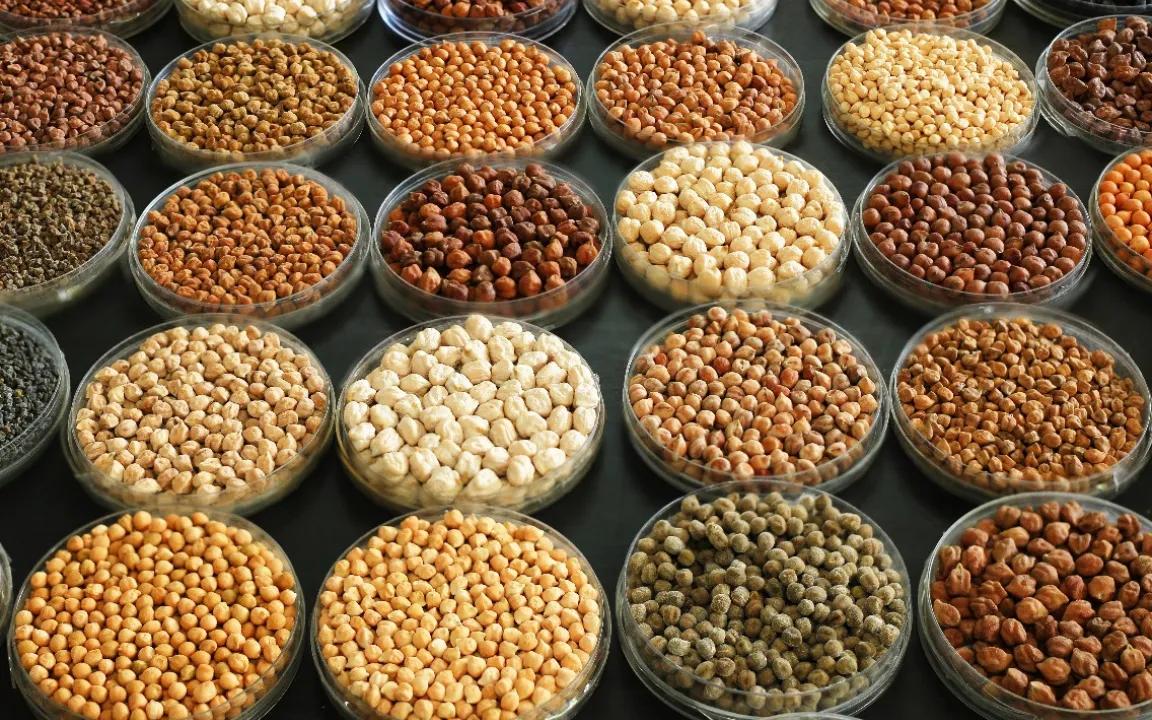 Pangenom der Kichererbse erstellt