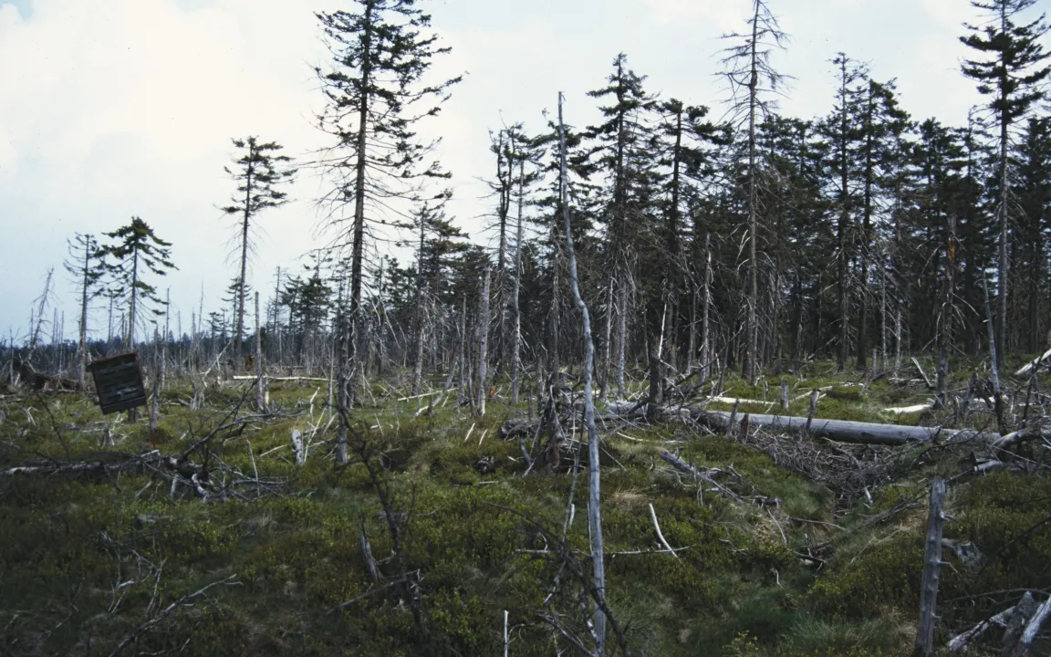 Aufforstung per Drohne