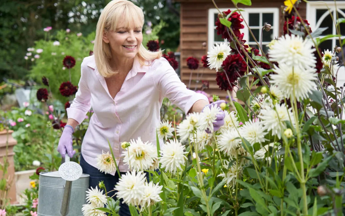 Dahlien richtig pflanzen