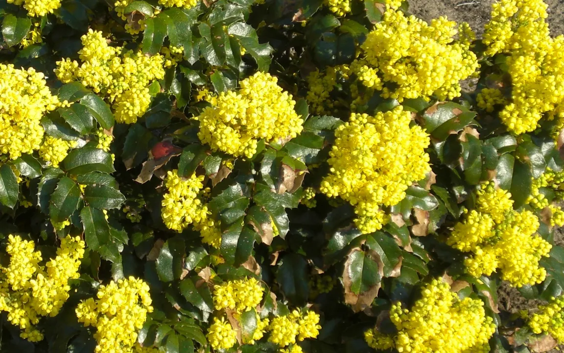 Mahonien – exotische Schönheiten