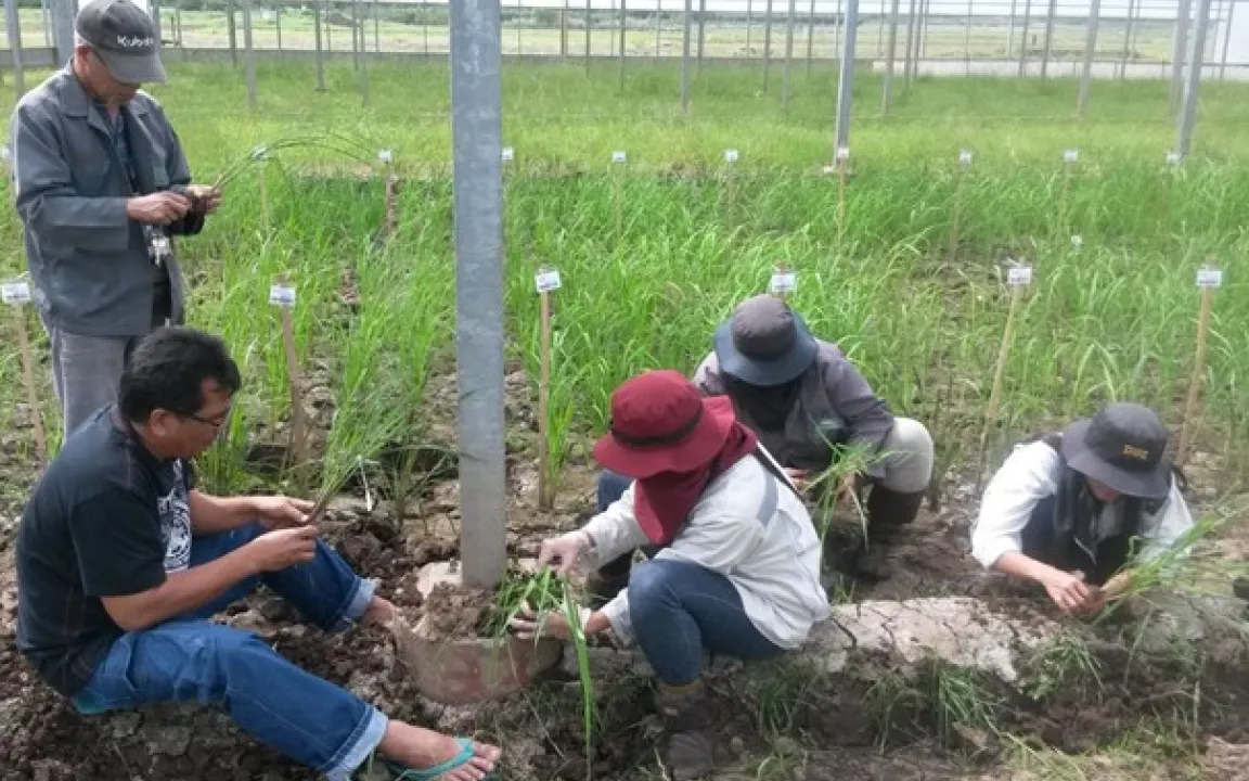 Die Suche nach genügsamem Reis