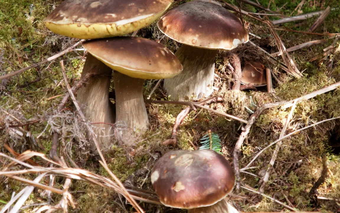 Pilze mit Superkräften