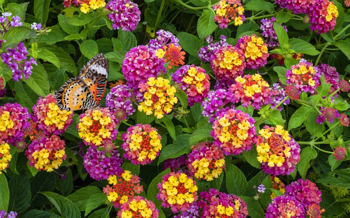 Zauberhafte Sommerblüher Wandelröschen