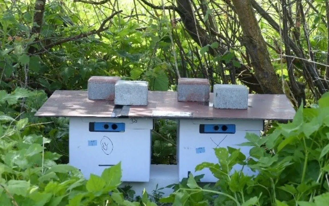 Hummeln als Bestäuber in Agrarlandschaften