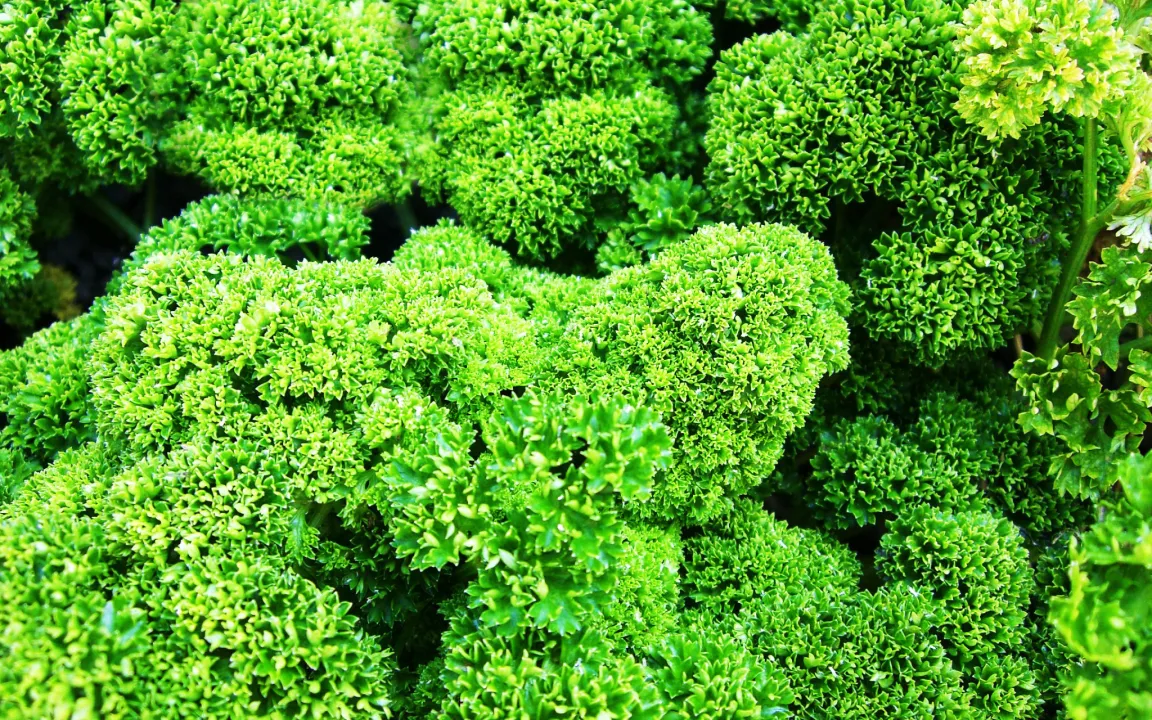 Petersilie: auf Platz 1 der deutschen Kräuterhitliste