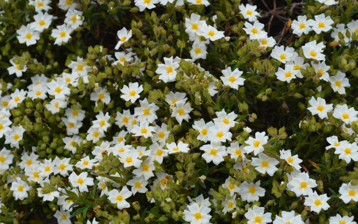 Mediterranes Flair mit Zistrosen