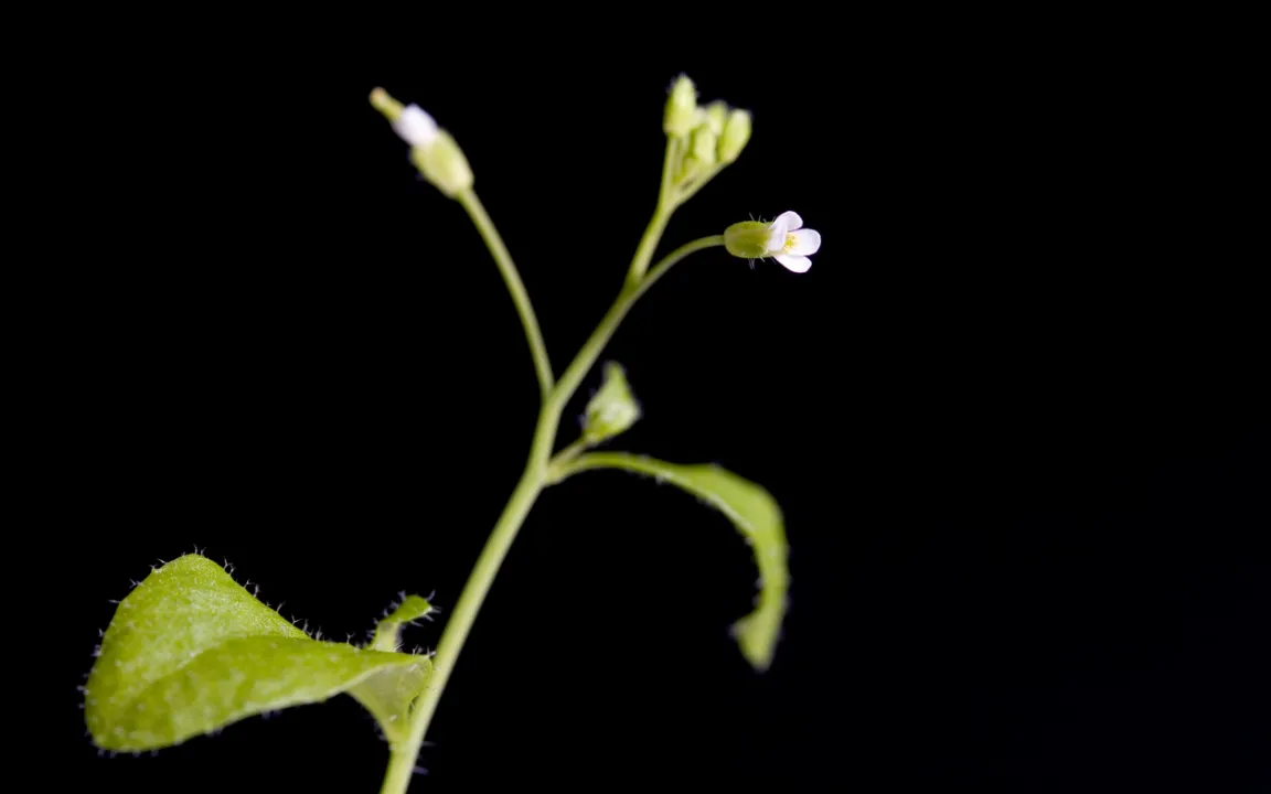 Von der Pubertät zur fruchtbaren Pflanze