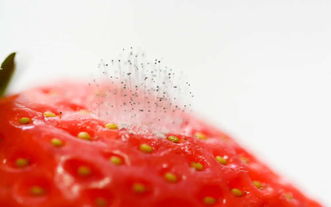 Grauschimmel befällt fast den ganzen Garten