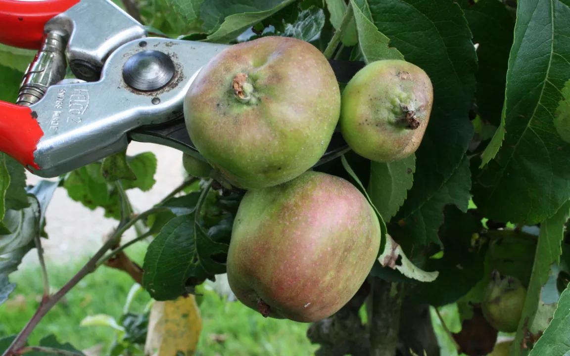 Dichten Fruchtbehang rechtzeitig ausdünnen