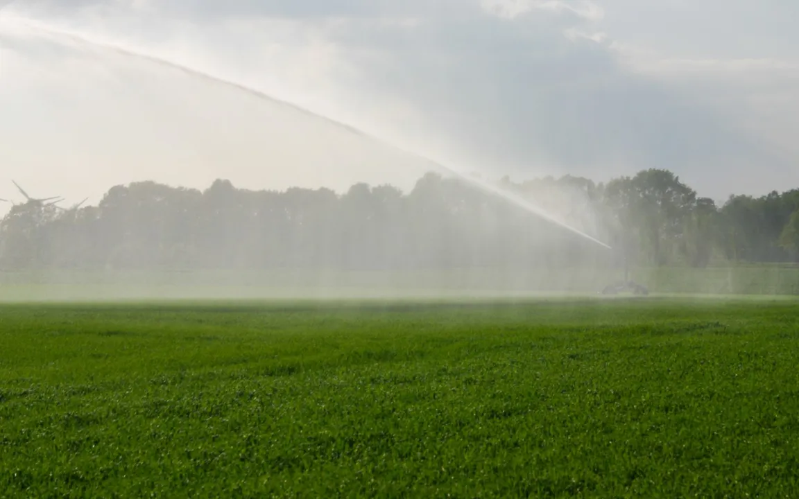 Salz – der Feind im Boden