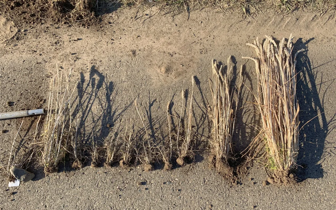 Zikade überträgt Weizenverzwergungsvirus