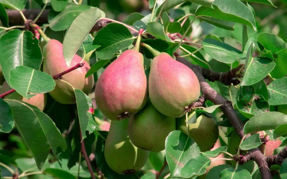 Damit es nicht mehr „brennt“ im Birnenbaum