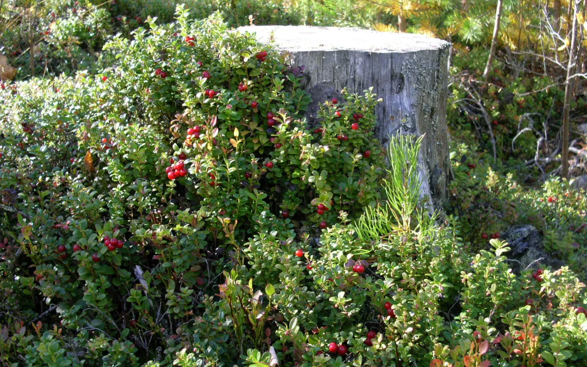 Preiselbeere: ein herbes Geschmackserlebnis