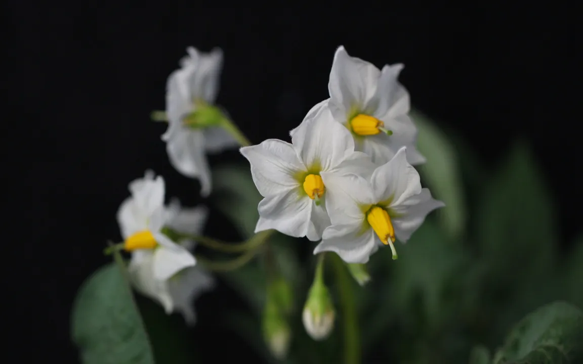 Auch mit wenig(er) Stickstoff zum Ertrag