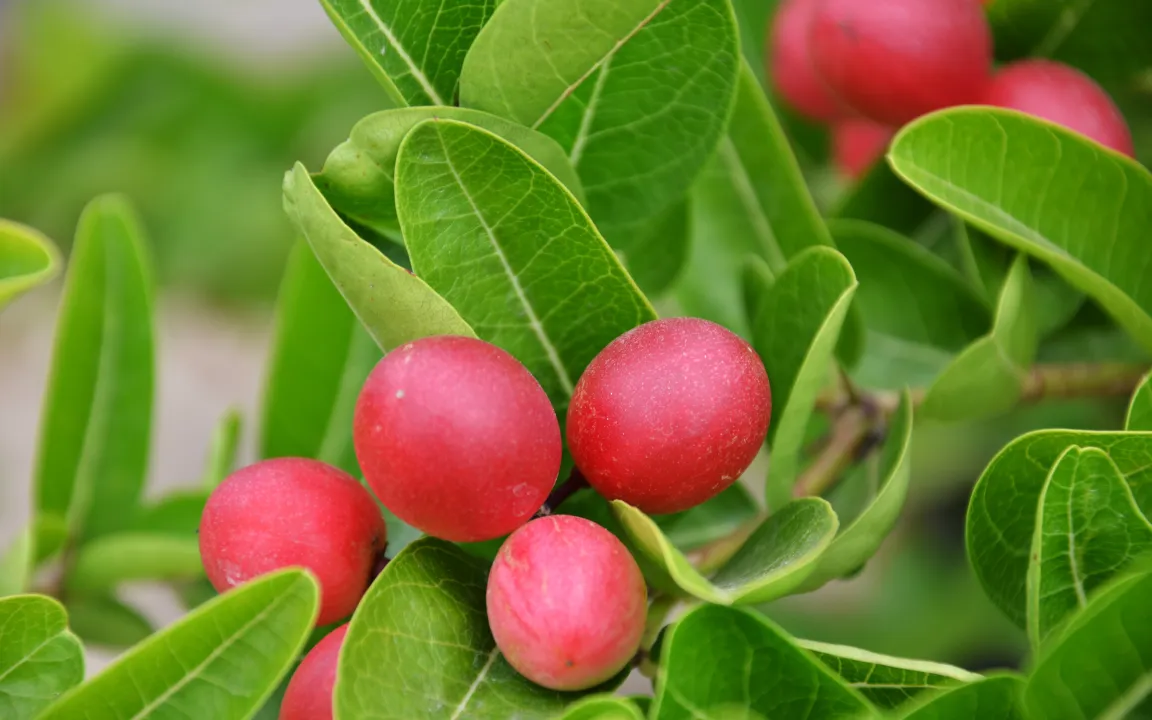 Mit Wunderbeeren wird Saures süß