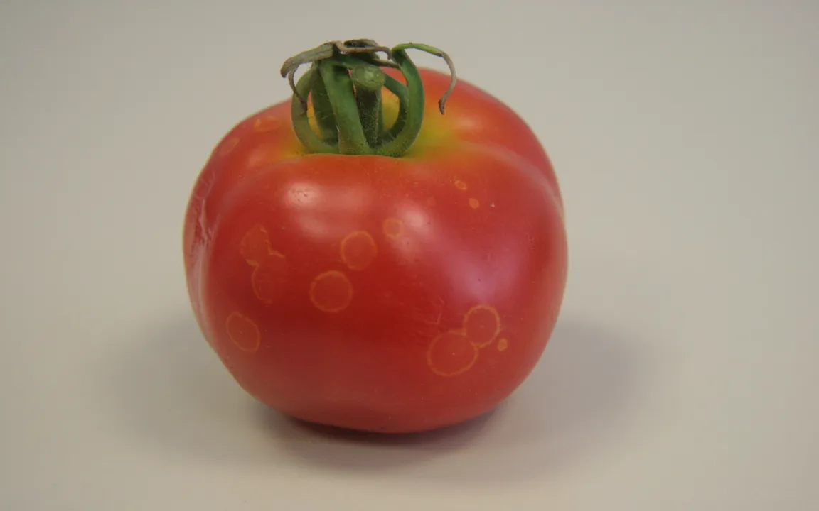 Geisterflecken an Tomaten