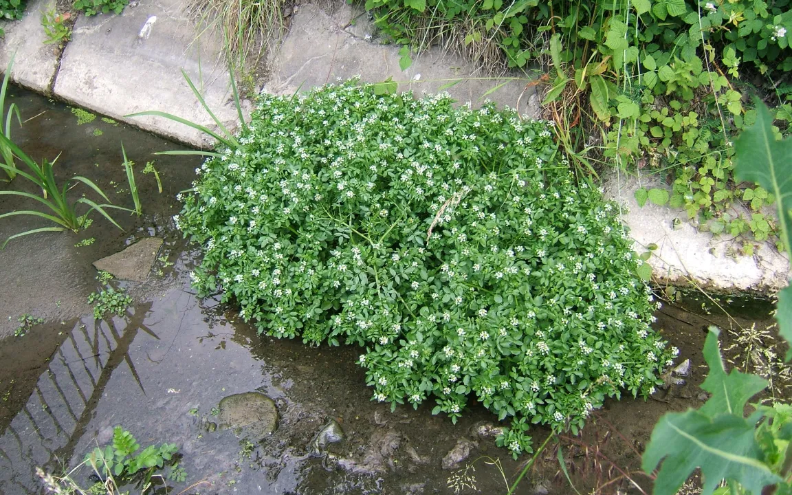 Brunnenkresse: pikante und seltene Delikatesse