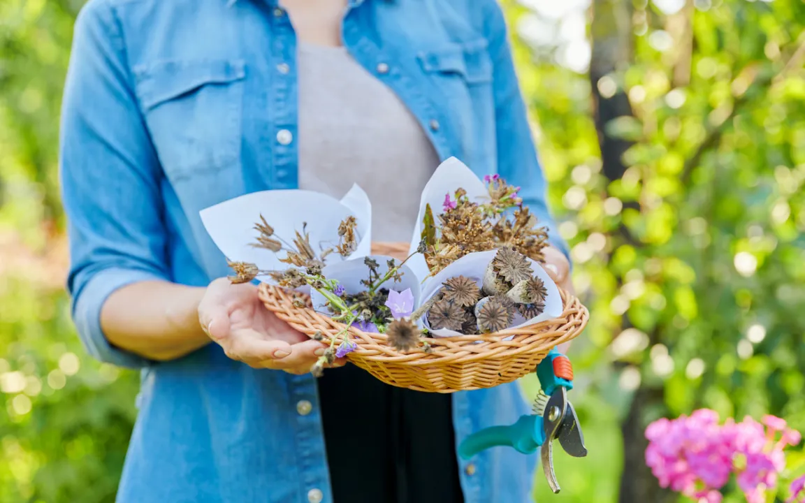 Blumensamen ernten und lagern