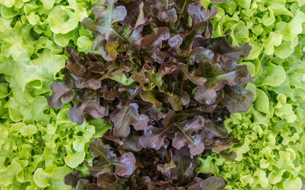 Kraus und lecker: Krullsalat verfeinert Salat-Mix