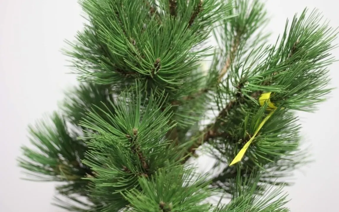 Pflanzen duften um Hilfe