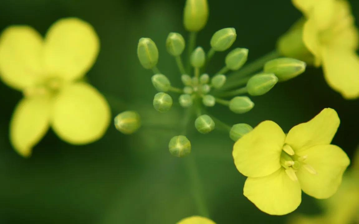 Im Dunkeln ist gut ... wachsen