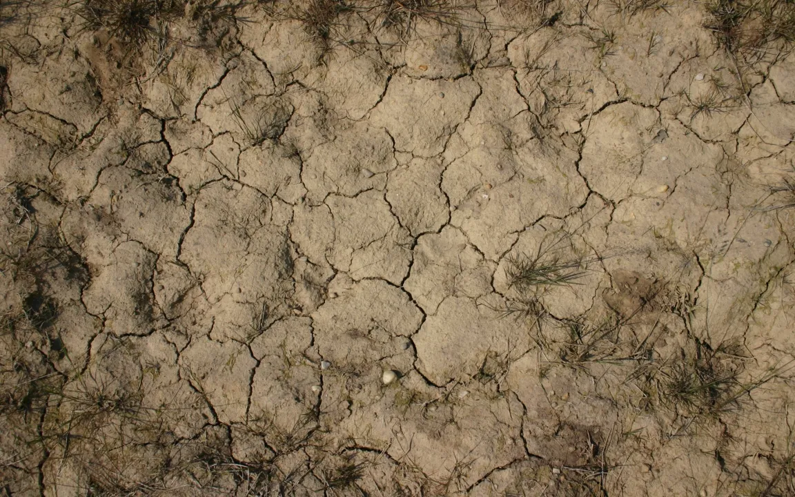 Mehr Bohnen statt Fleisch