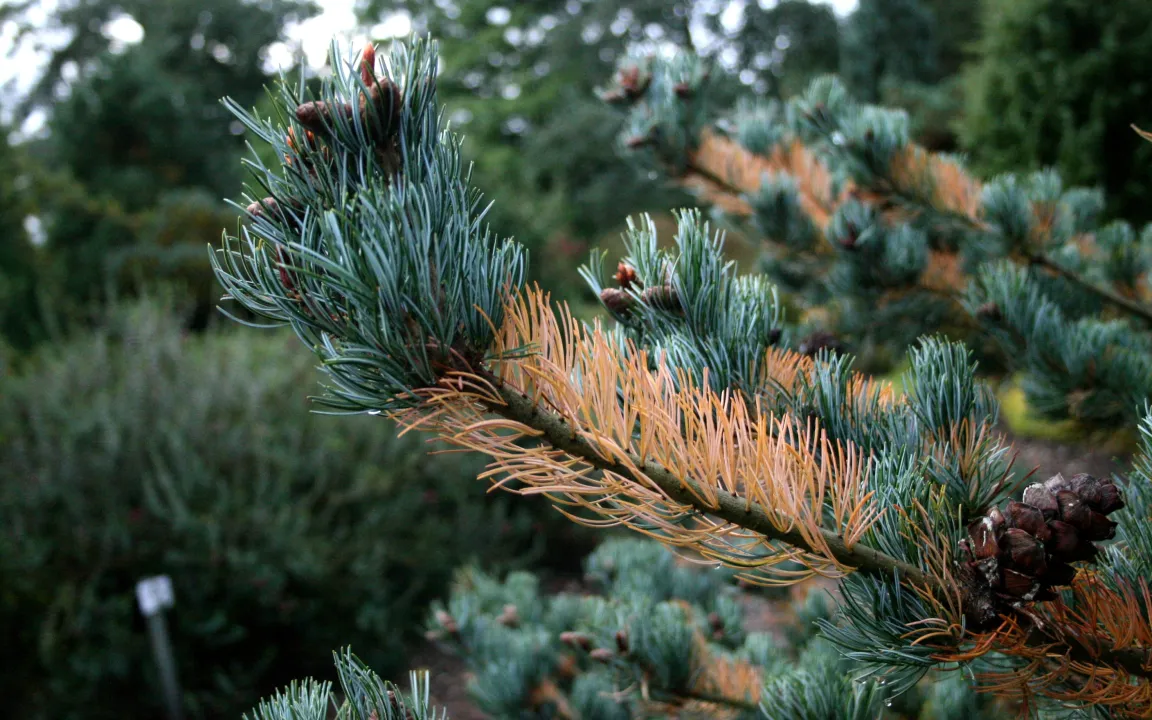 Keine Angst vor Laubfall an Immergrünen