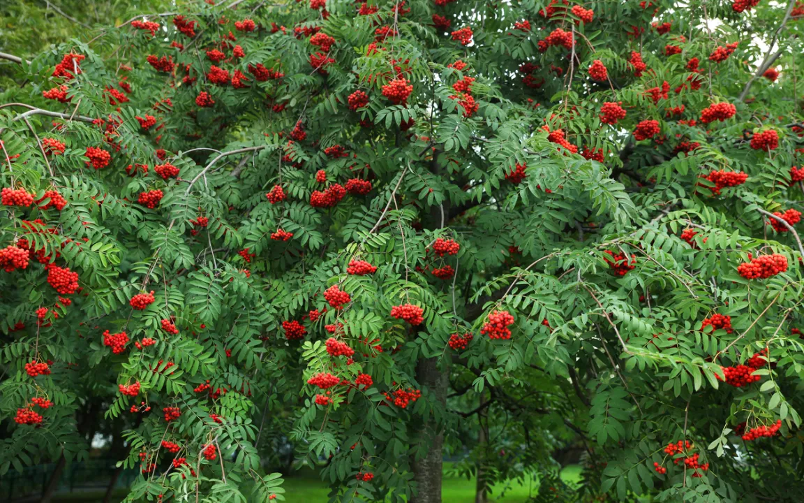 Essbare Vogelbeere für den Hausgarten