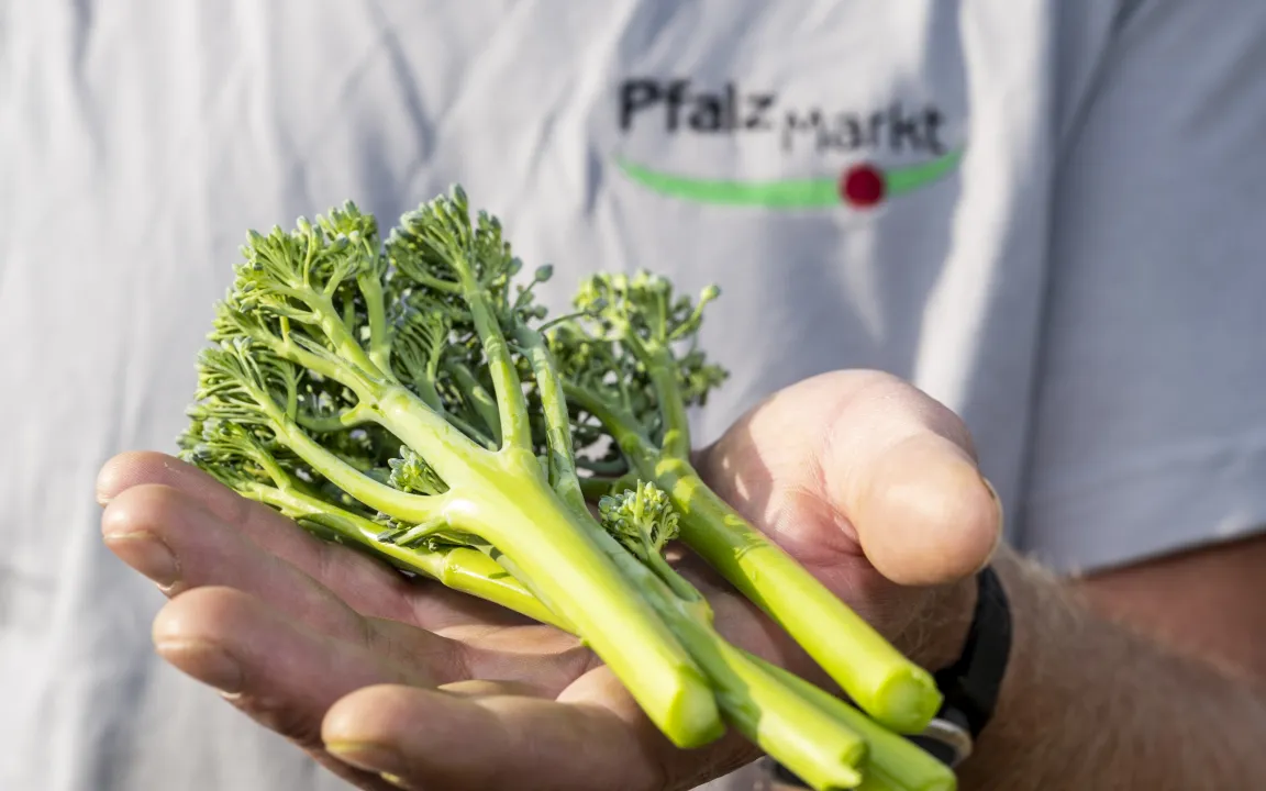 Brokkoli auf langen Stelzen