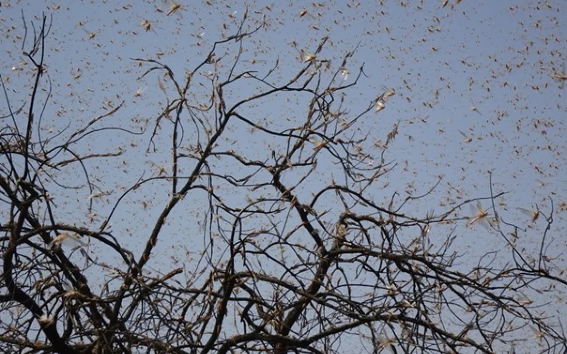 Stehen uns Heuschreckenplagen bevor?
