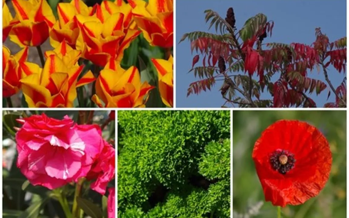 Wahl zur „Giftpflanze des Jahres 2023“