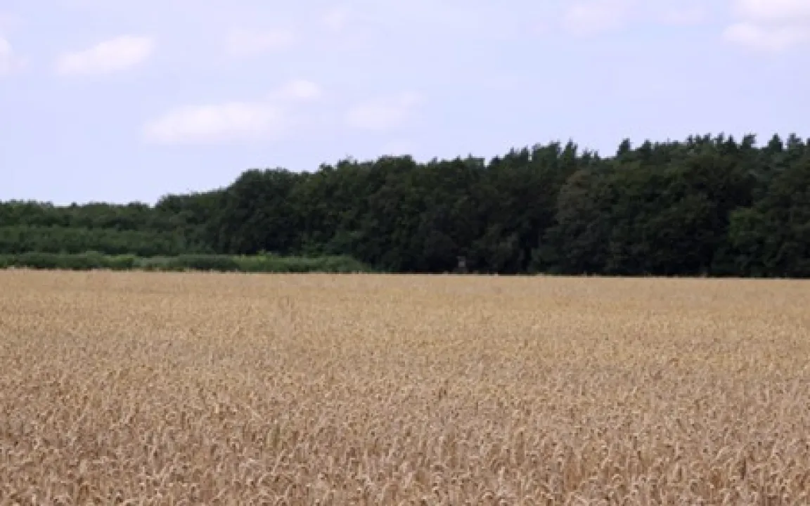 Weizenmehltau: Gewinner der Globalisierung