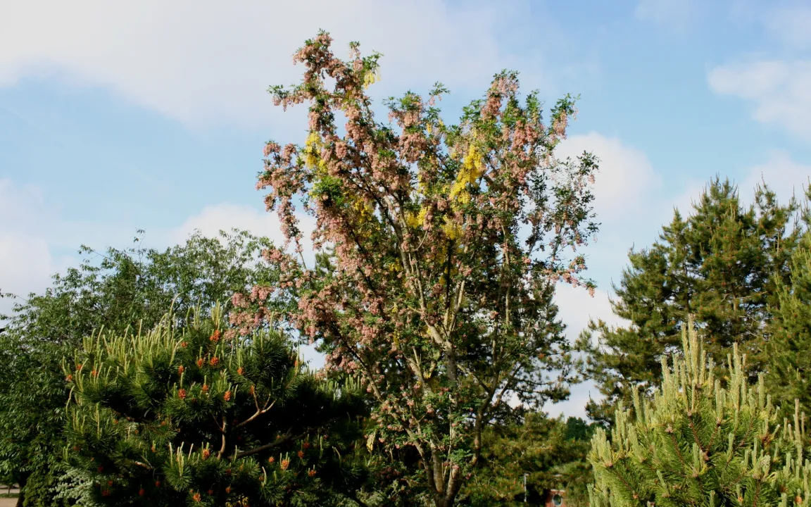 Chimären: Zwitterwesen im Pflanzenreich