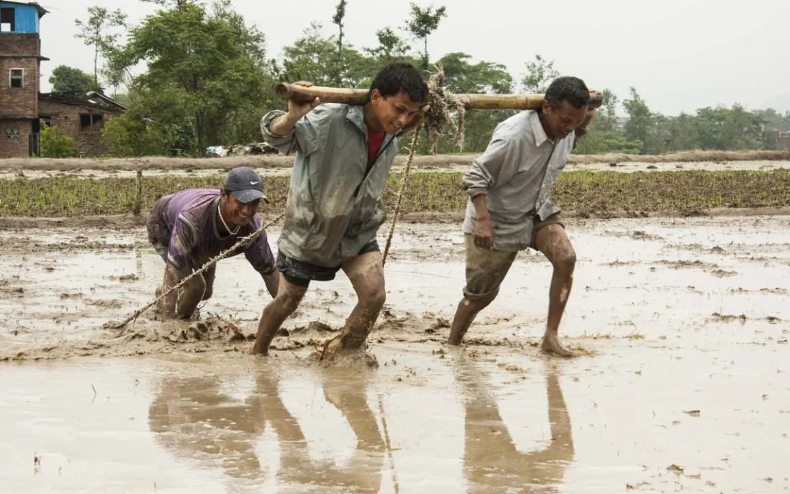 Einmal pflanzen, vier Jahre ernten