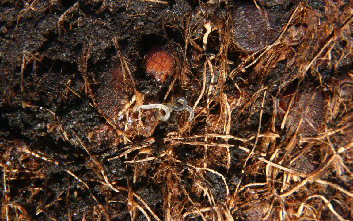 Harmlose Gäste: Enchyträen