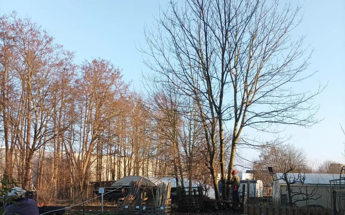 Fällverbot für Bäume im Garten ab März?