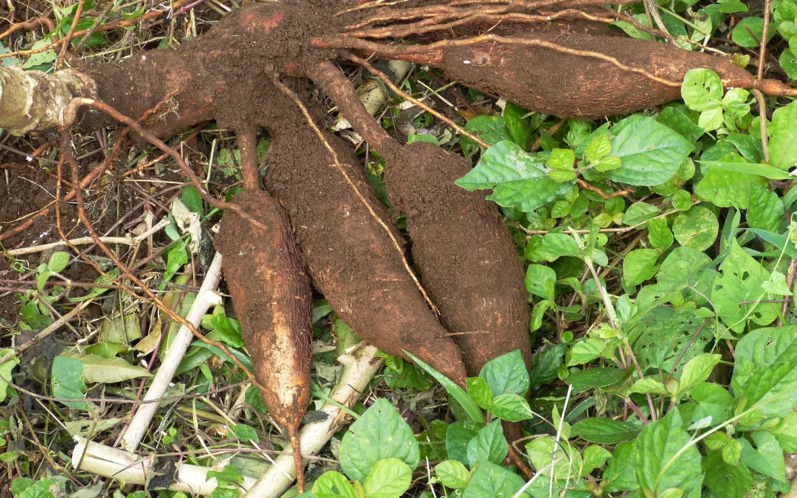 Tef, Cassava, Okra: Nutzpflanzen der Zukunft?