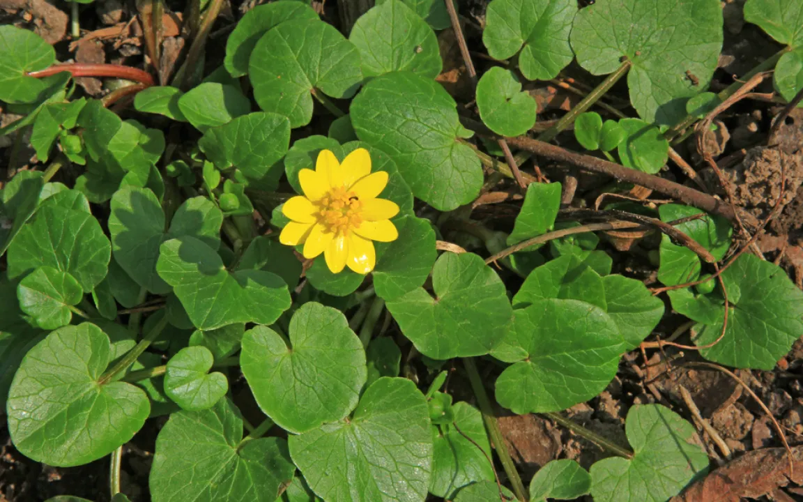 Frühlingsblüher Scharbockskraut