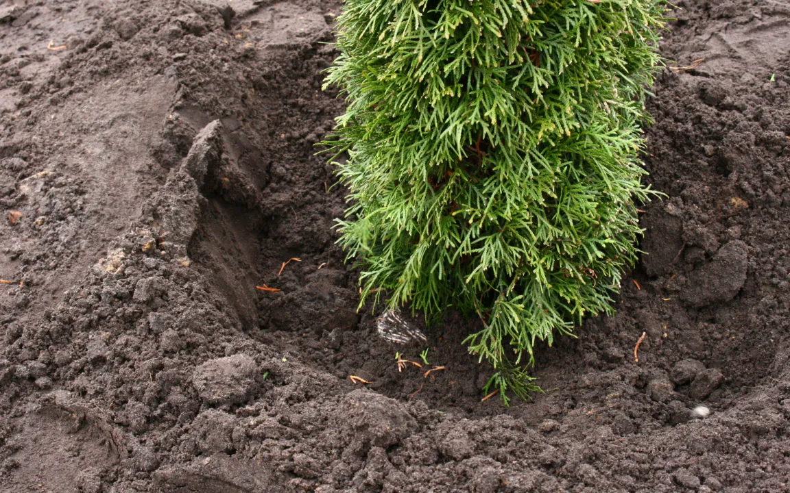 Gehölze nicht zu tief pflanzen