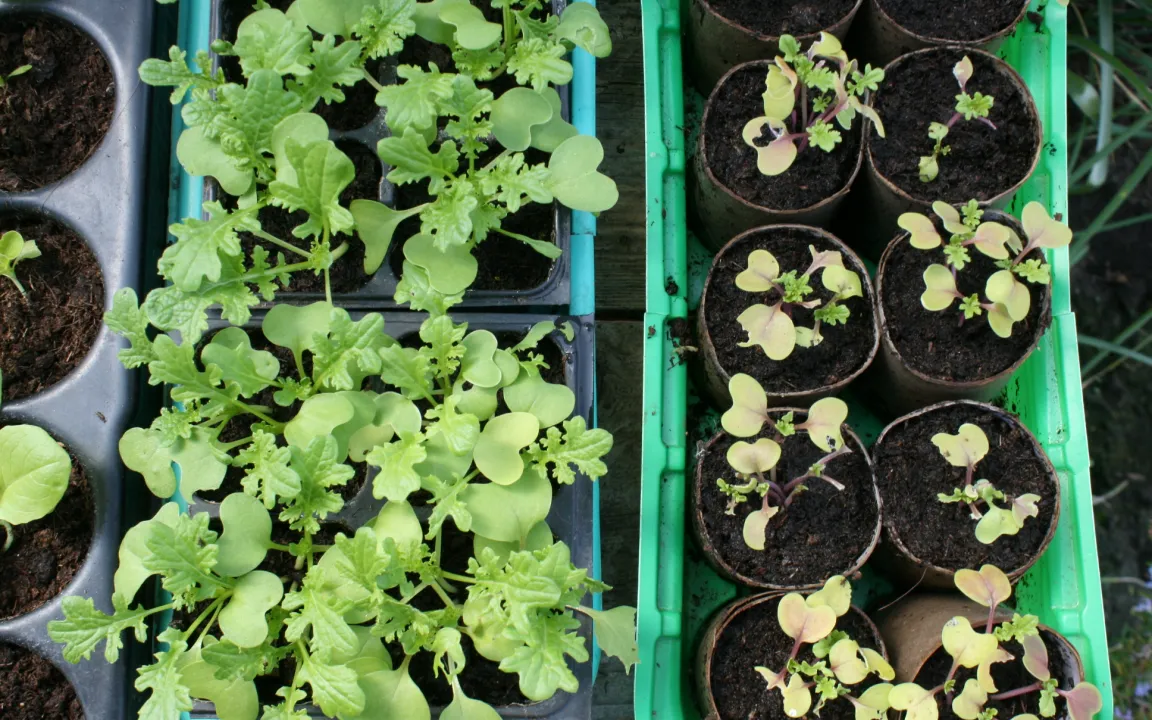 Stickstoffbindung nicht unterschätzen