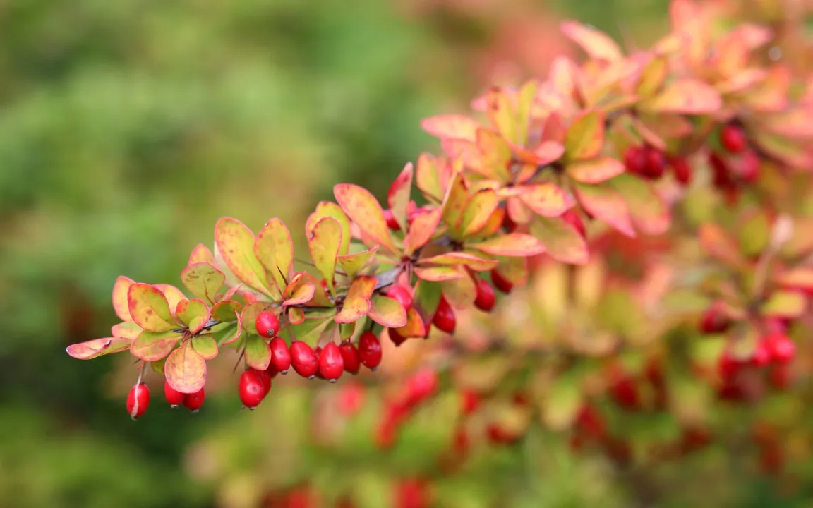 Berberitze: süß-saure Beere, giftige Restpflanze