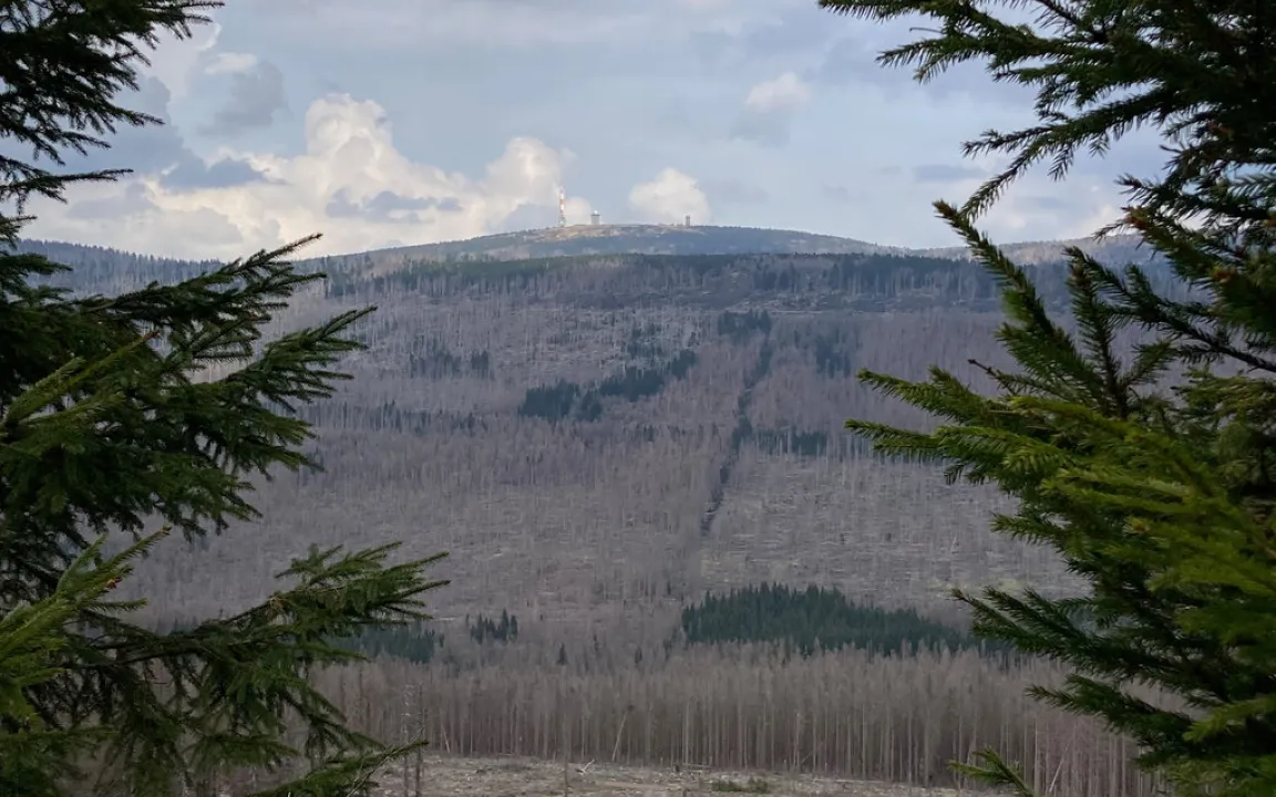 Das Internet des Waldes