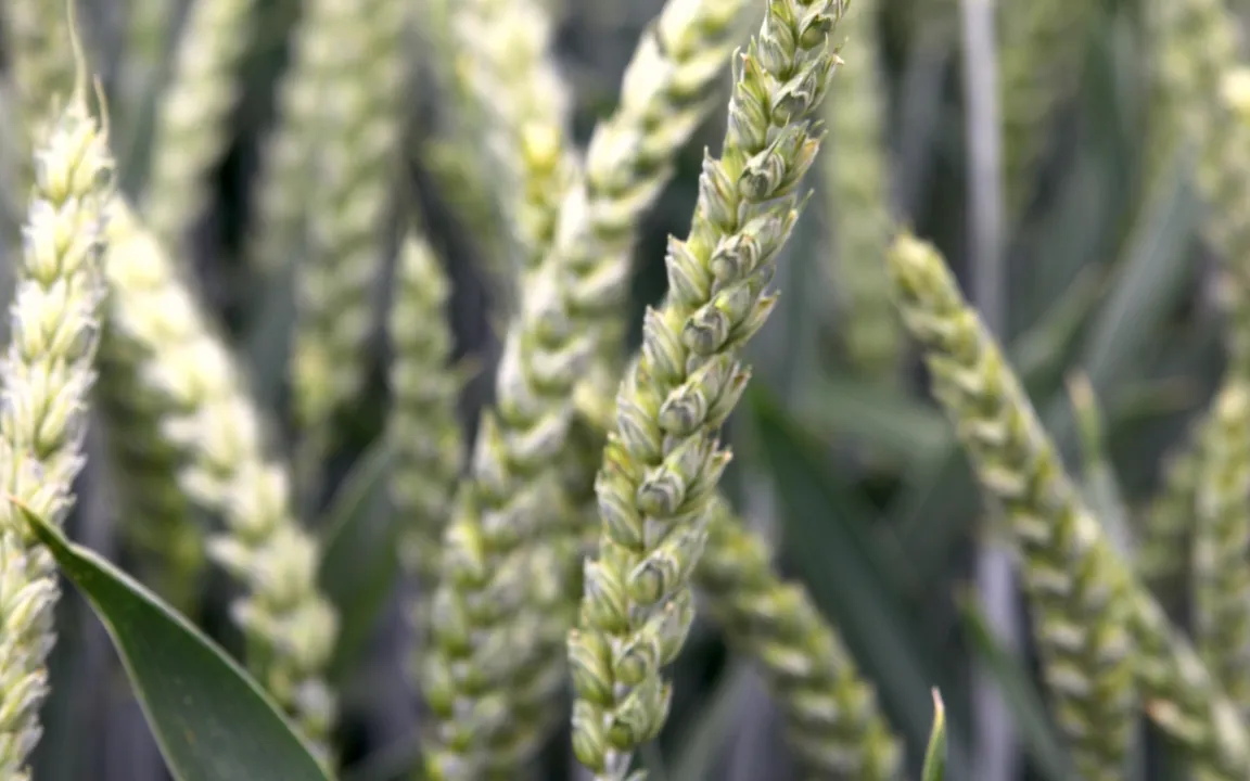 Wozu sind Grannen gut?