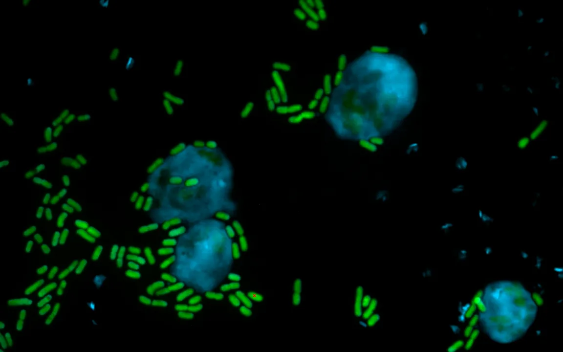 Das tödliche Molekül