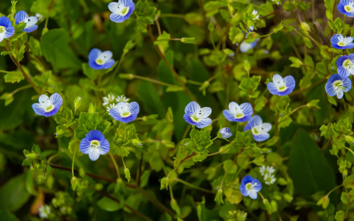 „Veronika, der Lenz ist da“