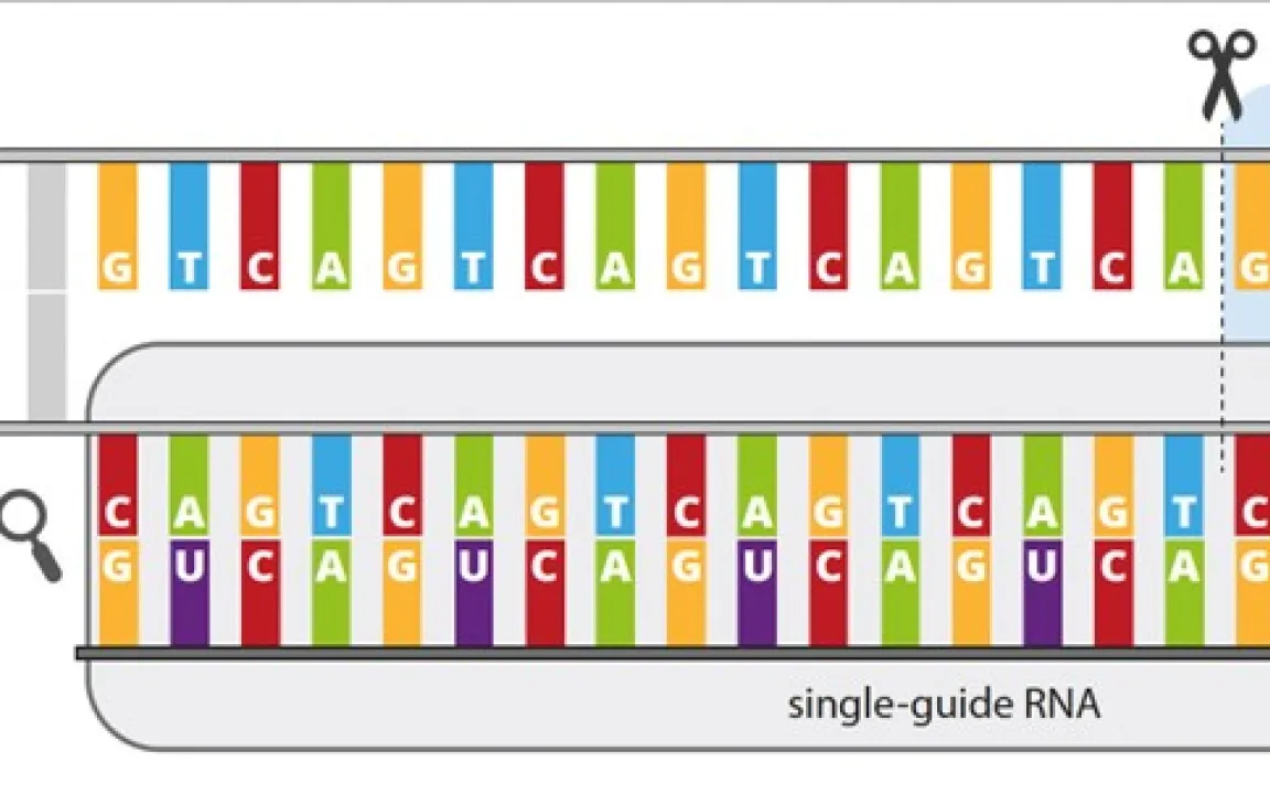 Resistenzen per Genschere